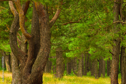 beautiful tree in a summer green forest