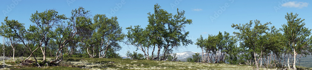 Panorama of trees