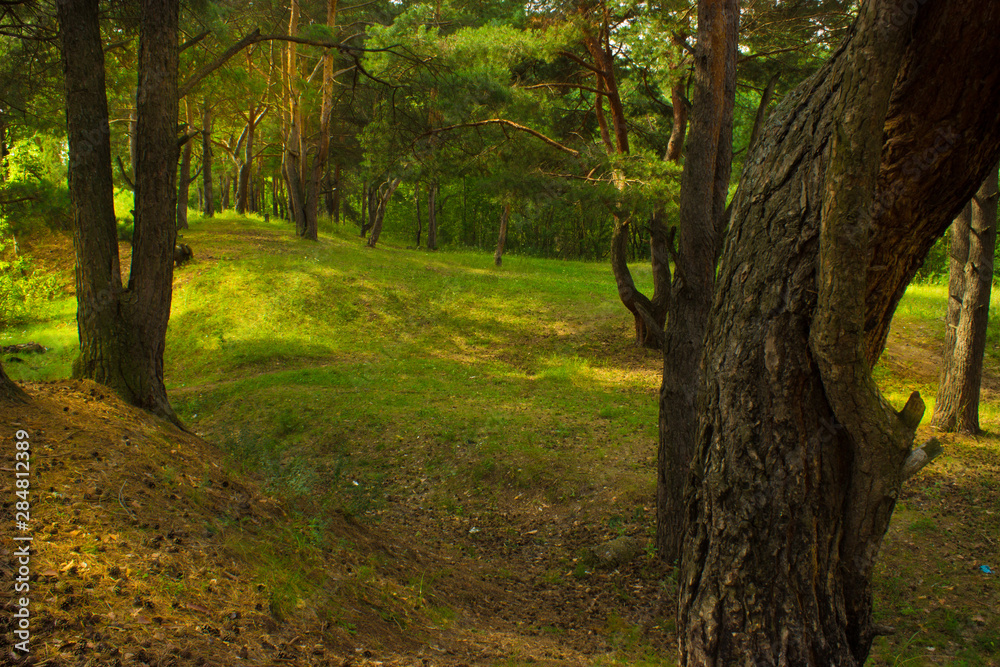 Naklejka premium beautiful tree in a summer green forest