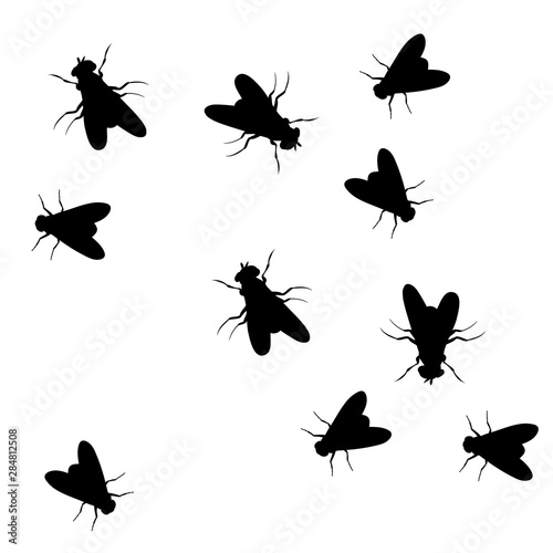 silhouette of a crawling fly, on a white background © zolotons