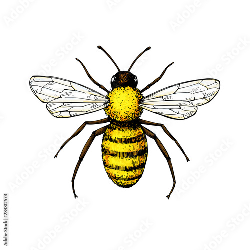 Honey bee vintage vector drawing. Hand drawn isolated insect sketch.