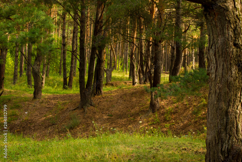 Naklejka premium beautiful tree in a summer green forest