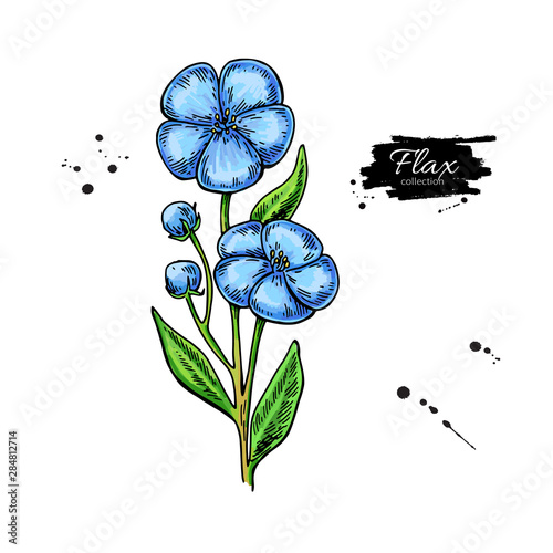 Flax flower vector superfood drawing. Isolated hand drawn illustration