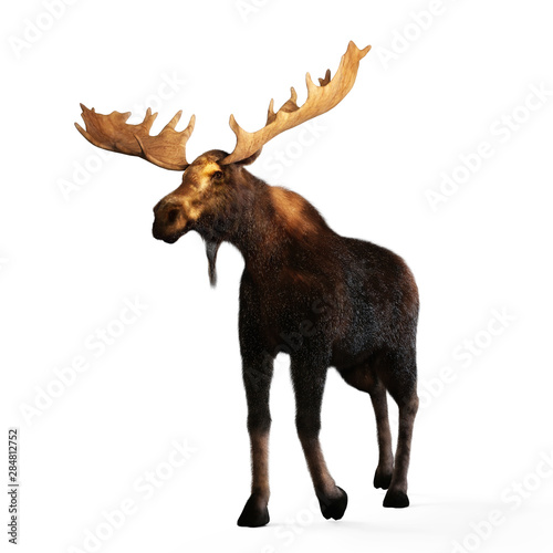 Digital 3D Illustration of a Moose