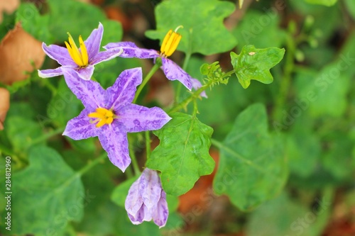 The beauty of the purple eggplant flower in a green background