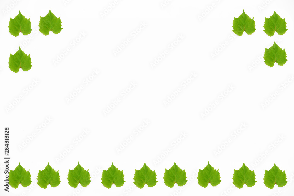 decorative frame from green natural grape leaves on a white background decorative frame from green natural grape leaves on a white background