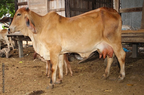 The cow's breast is large because the swelling is due to the baby not feeding