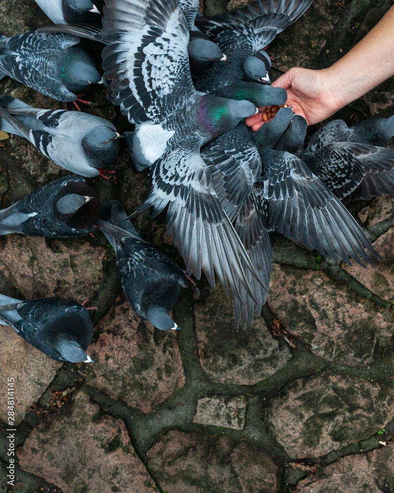 Fototapeta premium Pigeons bein fed in a park