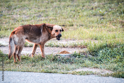 Hungry stray aggressive dog in clearing. Nearby is pile of dog food. Help stray animals.