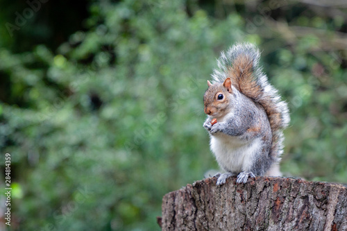 Εκτύπωση καμβά Squirrel eating a peanut in a park