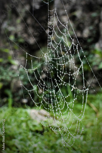 Spider web with water drops, Picos de Europa, Spain