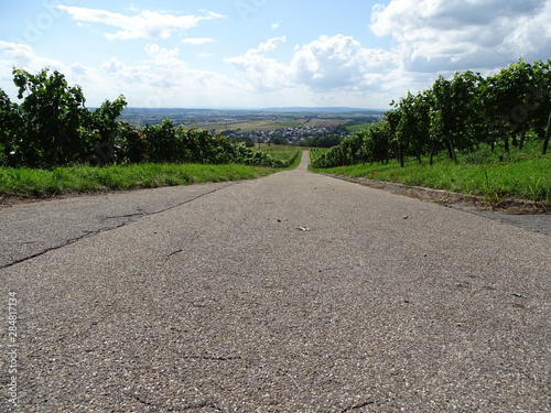 weinberge 