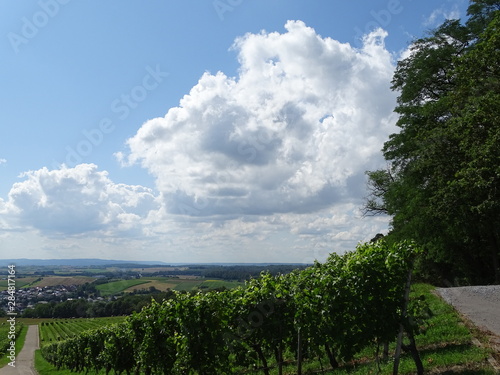 weinberge 