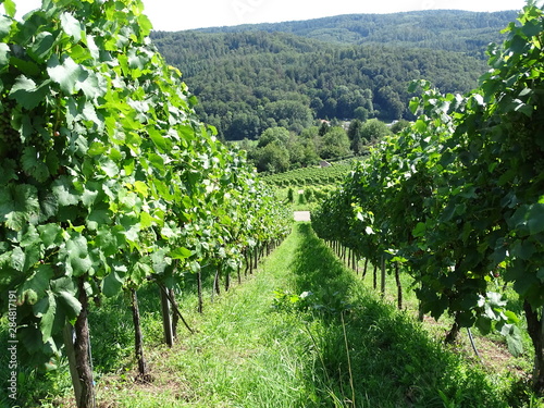 weinberge 