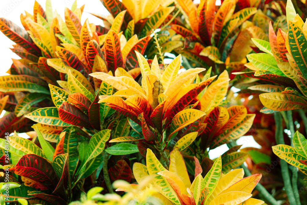 Obraz premium Codiaeum variegatum, orange jasmine. Outstanding colorful, multicolor and leaf-shaped texture. Ornamental plants