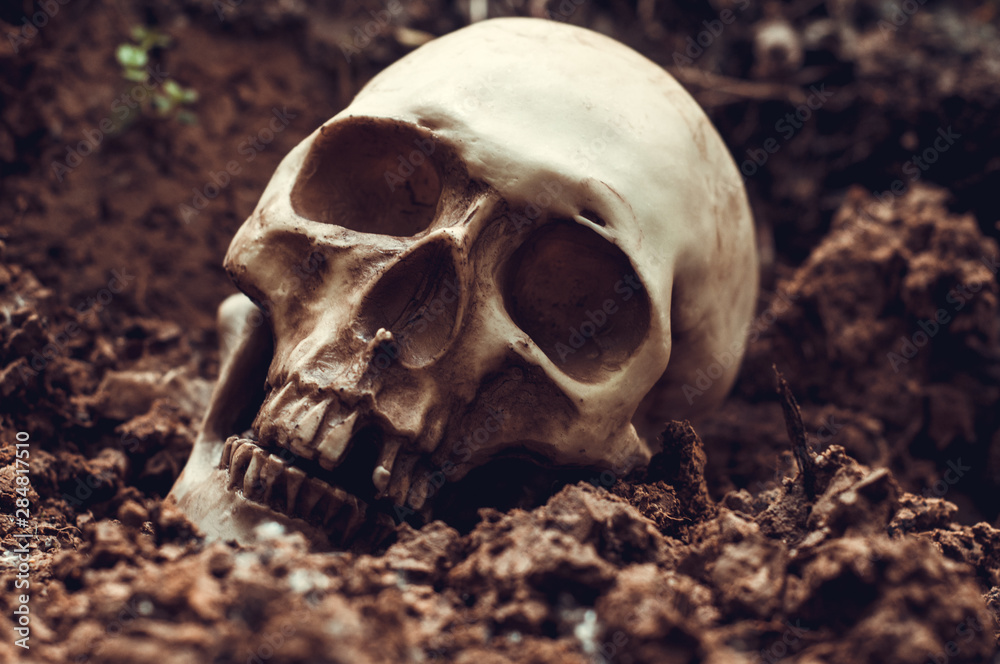 skull in the ground. human skull, buried human remains. archaeological site skull in the ground. human skull, buried human remains. archaeological site