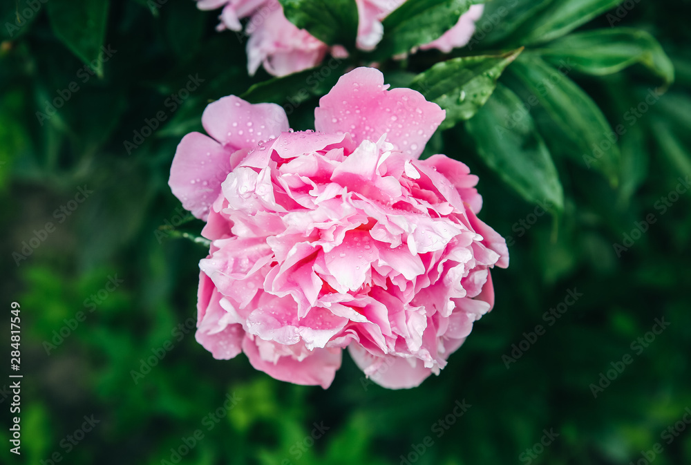 Peonies in dew after the rain. Beautiful flowers in the nature. Peonies in dew after the rain. Beautiful flowers in the nature.