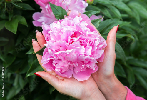 Woman is holding peonies in dew after the rain. Beautiful flowers in hands. Stylish summer flat lay. © Vadym
