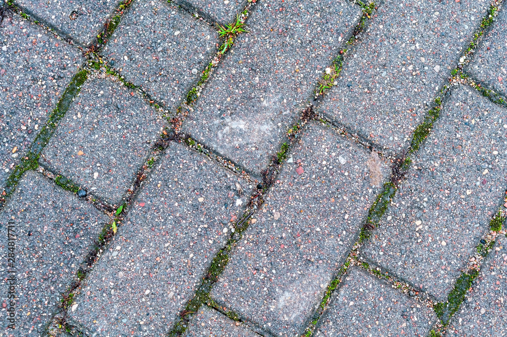 Moss growth between the elements of paving slabs. Rectangular paving slabs. Moss growth between the elements of paving slabs. Rectangular paving slabs.