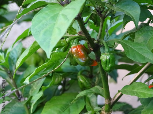 schärfste chili der welt