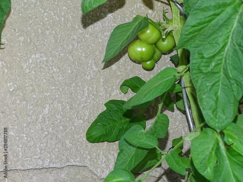 tomaten vor einem alten haus