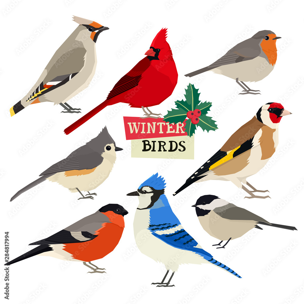 Winter birds Vector illustration Christmas holly trees Isolated objects Winter birds Vector illustration Christmas holly trees Isolated objects