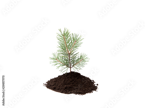 Small pine tree in pile of soil isolated on white, studio shot. Planting new trees in forest. Environmentally friendly lifestyle and renewing investing in forest concept. Lot of copy space.