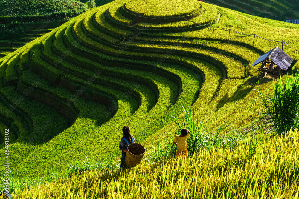 Terraced rice field in harvest season in Mu Cang Chai, Vietnam. Mam Xoi popular travel destination. - obrazy, fototapety, plakaty 