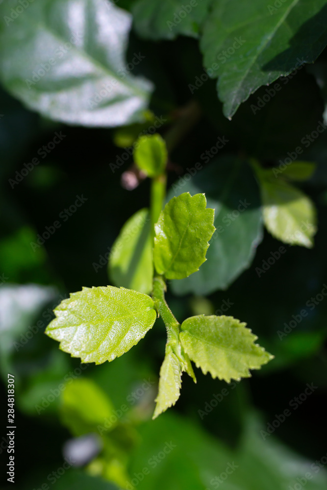 Fresh green Streblus asper Lour, Siamese rough bush, Tooth brush tree in garden, Macro & Close up shot, Selective focus Fresh green Streblus asper Lour, Siamese rough bush, Tooth brush tree in garden, Macro & Close up shot, Selective focus