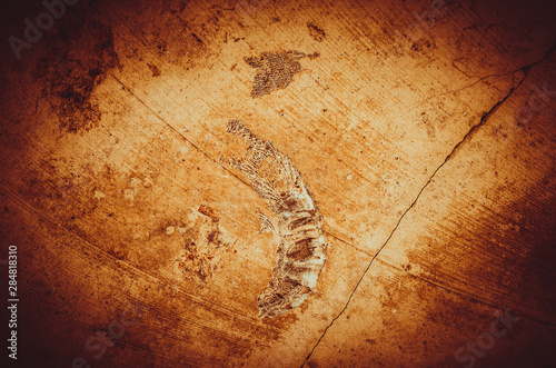 Imprints of microorganisms in limestone. Natural rough background