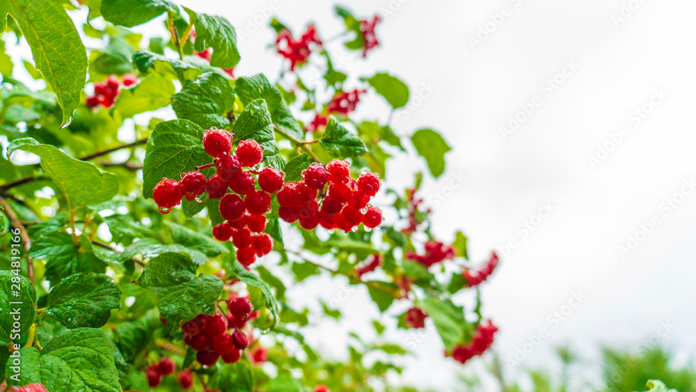 Obraz premium a red viburnum close up
