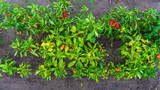 red paprika grows on the ground