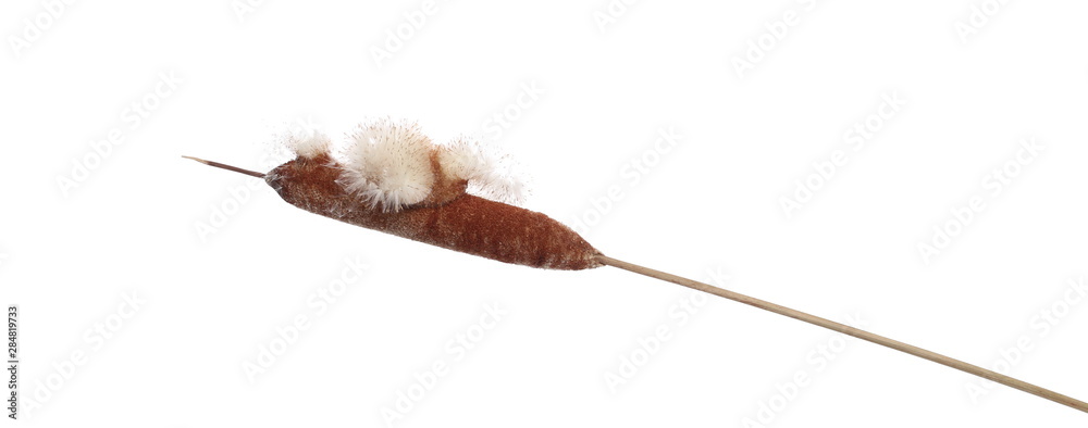Common bulrush, reed with seeds isolated on white background, clipping path Common bulrush, reed with seeds isolated on white background, clipping path