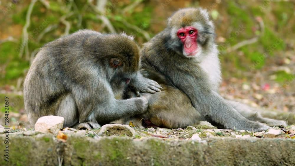 Japanese Macaque shot near Kyoto Japan. Japanese Macaque shot near Kyoto Japan.