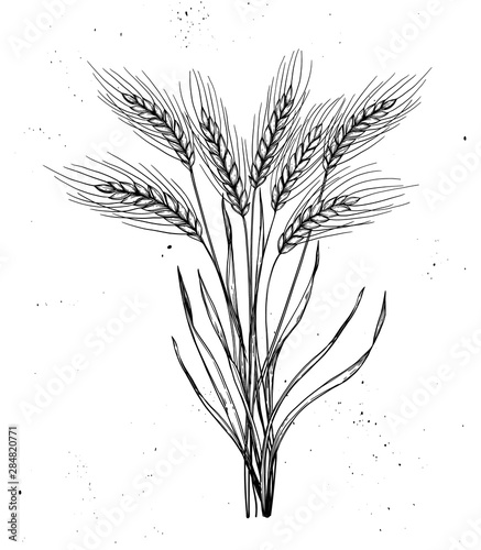 Hand drawn vector illustration - Wheat. Rustic bouquet with stalks of cereals. Design elements in engraving style. Perfect for advertising, prints, packing