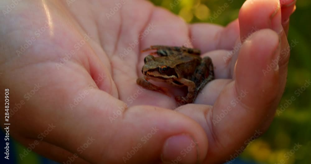A child holds a small frog in his hand A child holds a small frog in his hand