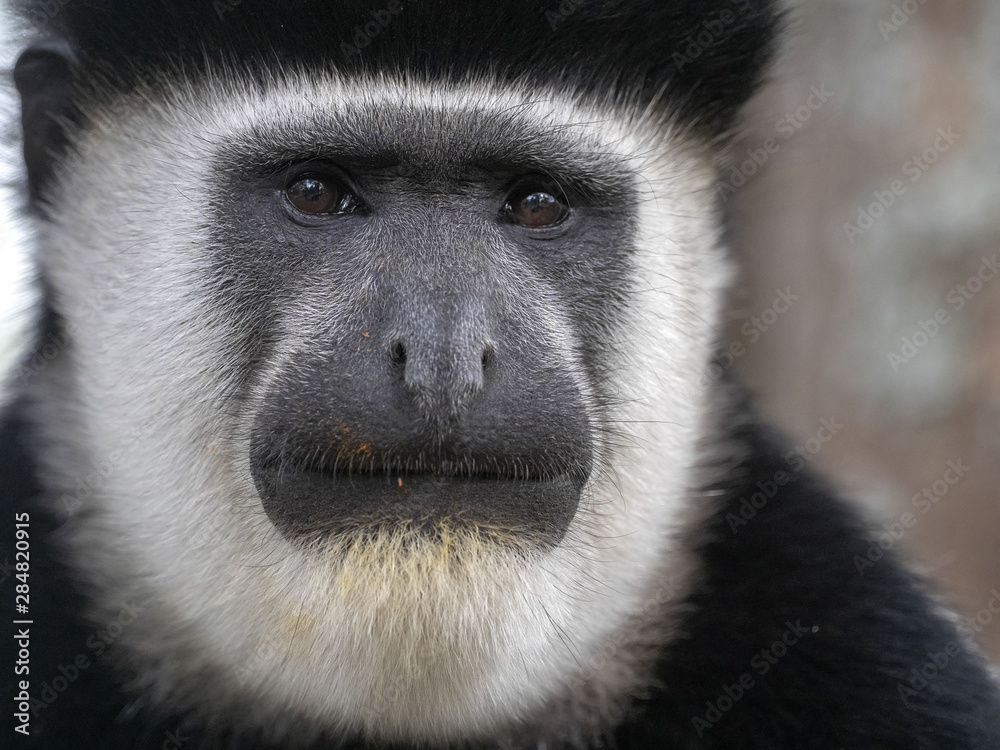Obraz premium Portrait of male Guereza colobus, Colobus guereza, lake, Awassa, Ethiopia