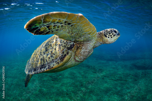 Marine life, Liuqiu island, Taiwan