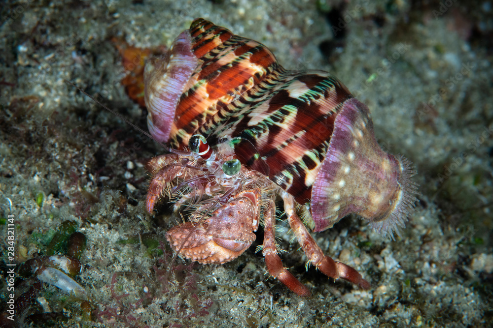 custom made wallpaper toronto digitalMarine life, Liuqiu island, Taiwan