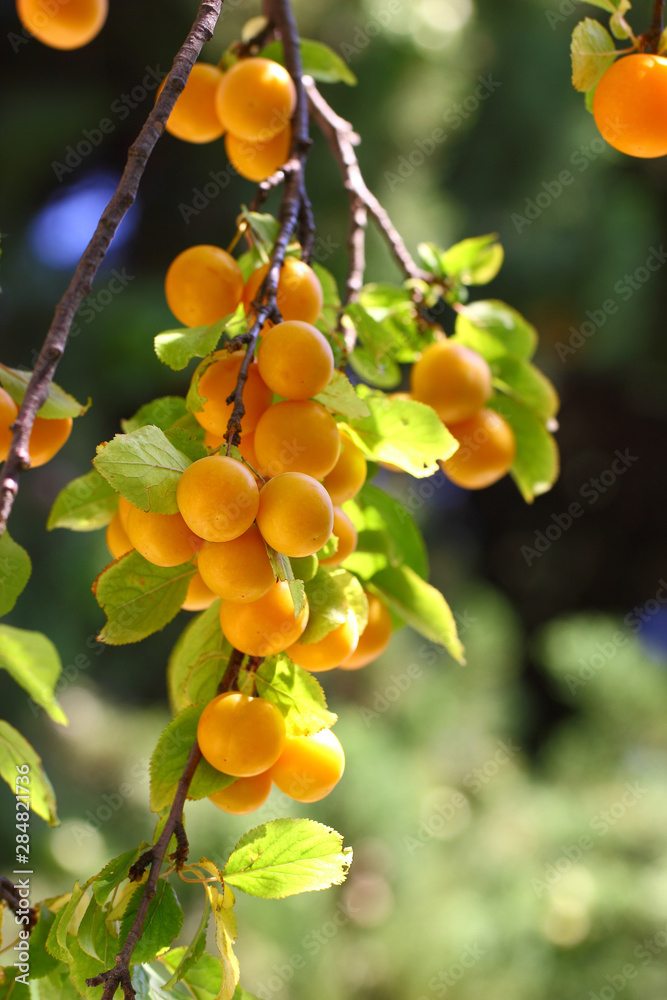Plums yellow bunches on a tree branch among green leaves.