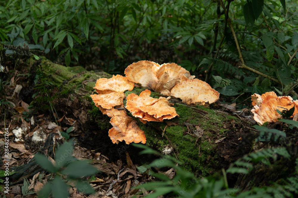Chicken mushrooms in the forest Chicken mushrooms in the forest
