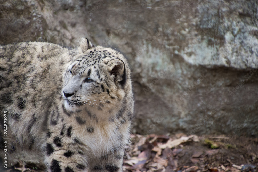 Fototapeta premium 雪豹の子供