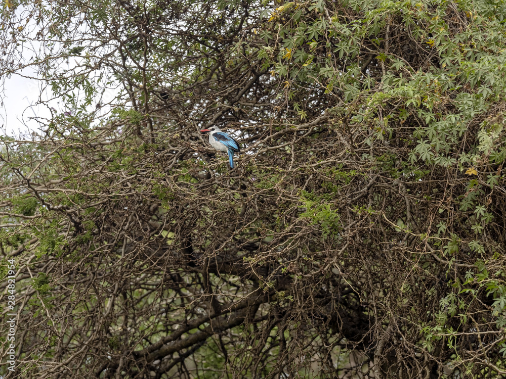 Obraz premium Woodland kingfisher, Halcyon senegalensis, disappearing in stand, Lake Awassa, Ethiopia