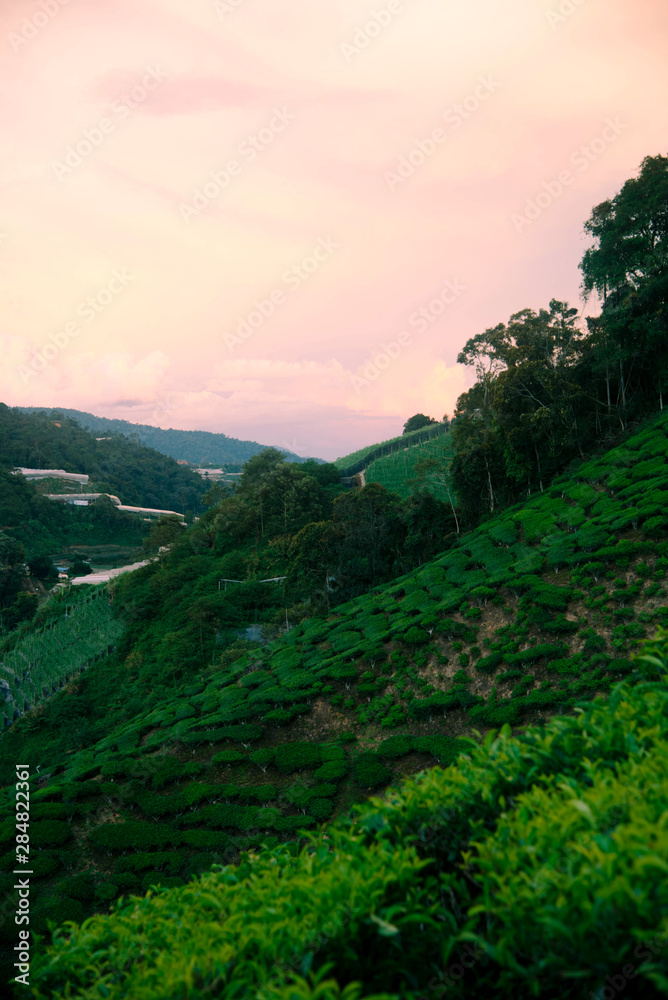 Obraz premium Tea Fields in the Cameron Highlands.