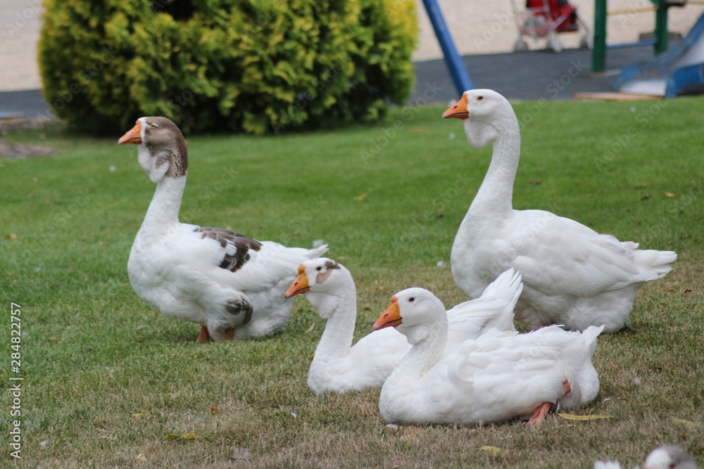 two gooses on green grass two gooses on green grass