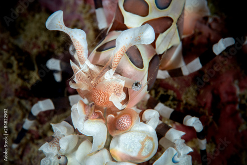 Marine life, Liuqiu island, Taiwan photo