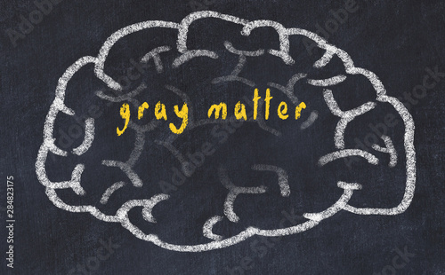 Drawind of human brain on chalkboard with inscription gray matter photo