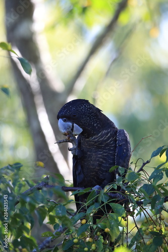 red-tailed black cockatoo (Calyptorhynchus banksii) Queensland ,Australia photo