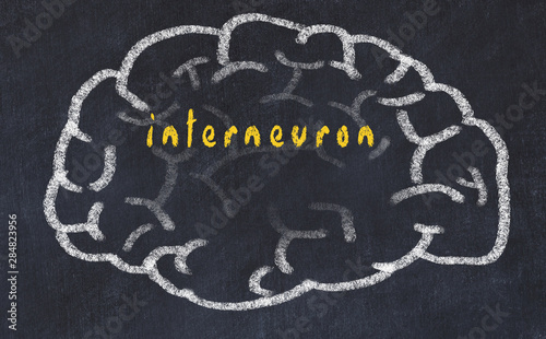 Drawind of human brain on chalkboard with inscription interneuron photo