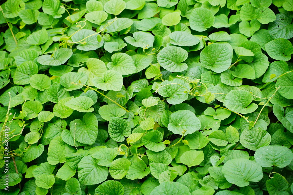 Green Leaf Ivy Vine Creeper Plant Climber background texture. Green Leaf Ivy Vine Creeper Plant Climber background texture.